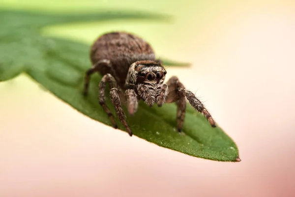 Evarcha Arcuata Une Araignée Sauteuse — Photo