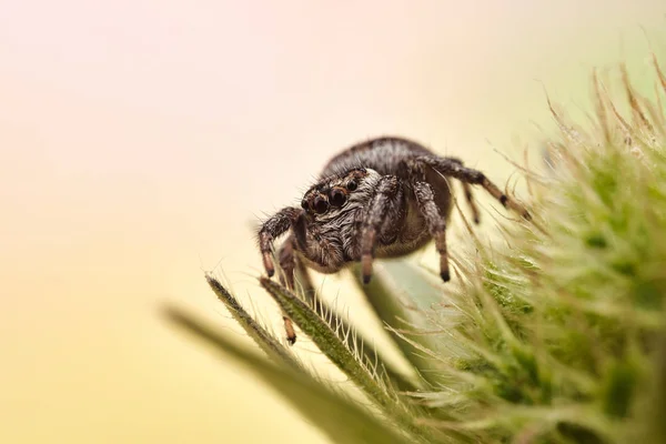 Evarcha Arcuata Jumping Spidr — Stok fotoğraf