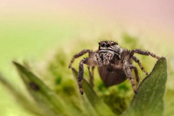 Evarcha Arcuata Eine Springende Spinne — Stockfoto