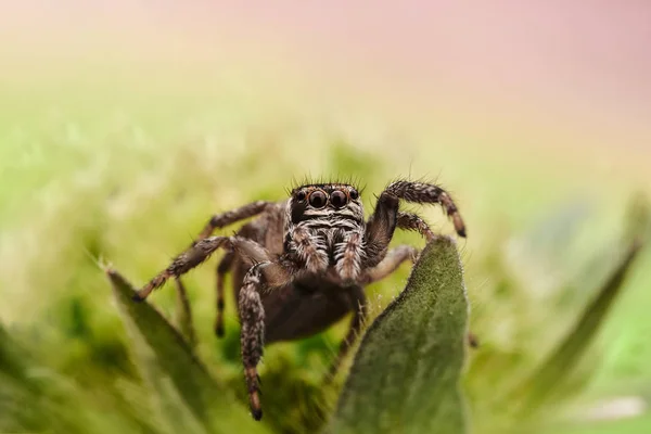 Evarcha Arcuata Zıplayan Bir Örümcek — Stok fotoğraf