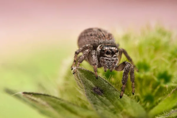 Evarcha Arcuata Una Araña Saltadora — Foto de Stock