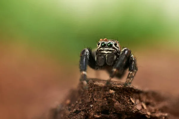 Evarcha Arcuata Jumping Spider — стоковое фото