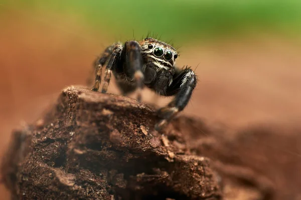 Evarcha Arcuata Una Araña Saltadora — Foto de Stock