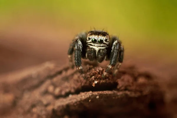 Evarcha Arcuata Jumping Spider — стоковое фото