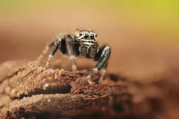 Evarcha Arcuata Uma Aranha Saltando — Fotografia de Stock