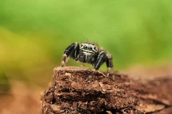 Evarcha Arcuata Eine Springende Spinne — Stockfoto