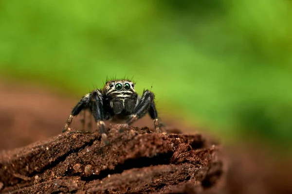 弓形虫是一种跳跃的蜘蛛 — 图库照片