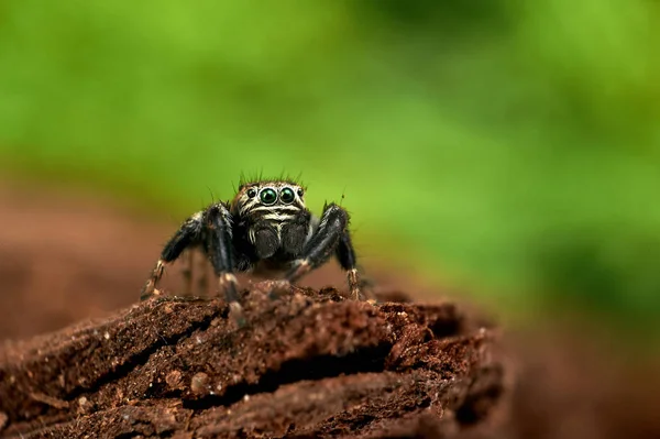 Evarcha Arcuata Uma Aranha Saltando — Fotografia de Stock