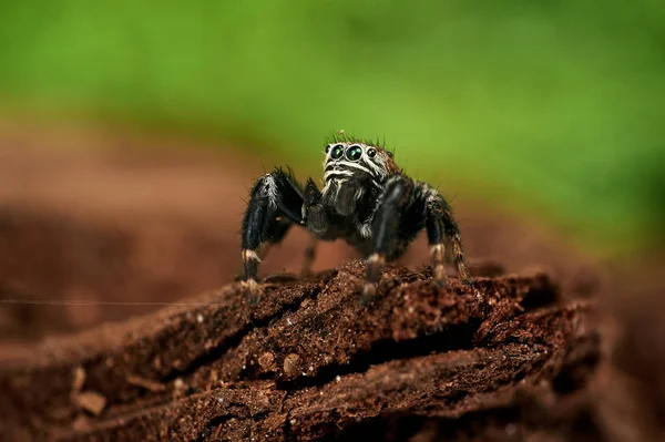 Evarcha Arcuata Una Araña Saltadora — Foto de Stock