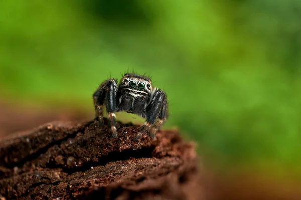 Evarcha Arcuata Jumping Spider Лицензионные Стоковые Изображения