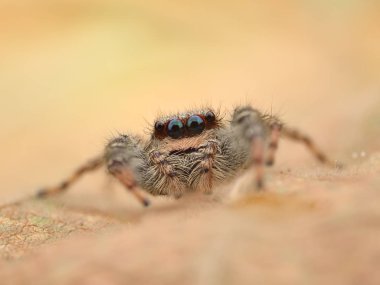 Marpissa muscosa zıplayan örümcek