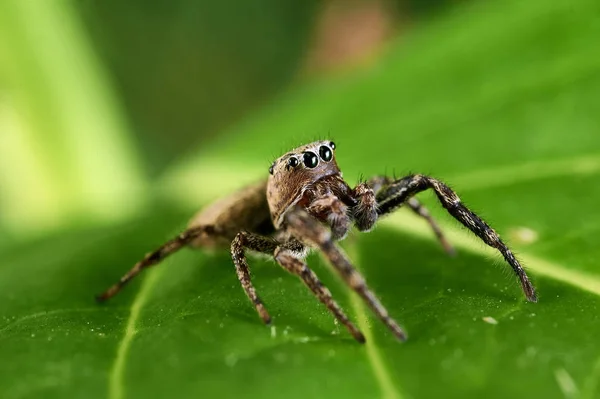 Heliophanus Küçük Zıplayan Örümcek — Stok fotoğraf