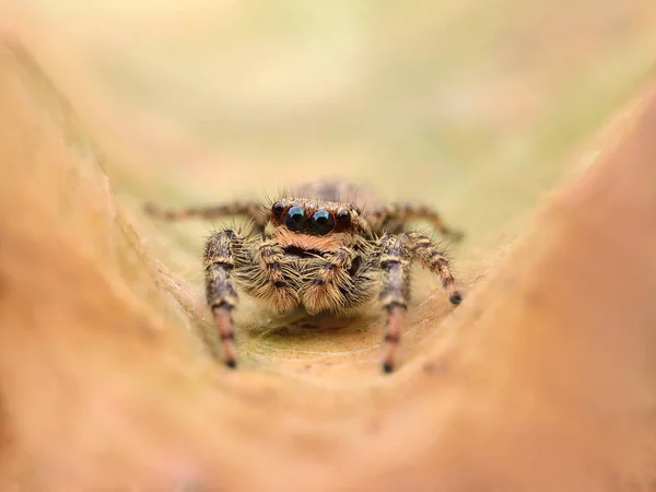 Marpissa Muscosa Uma Aranha Saltando — Fotografia de Stock