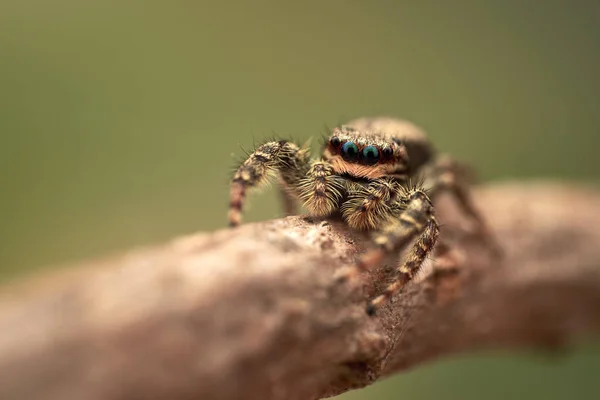 Marpissa Muscosa Een Springende Spin — Stockfoto