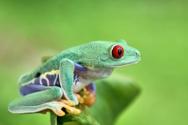 Agalychnis callidryas yeniden ağaç kurbağası.