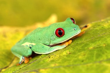 Agalychnis callidryas yeniden ağaç kurbağası.