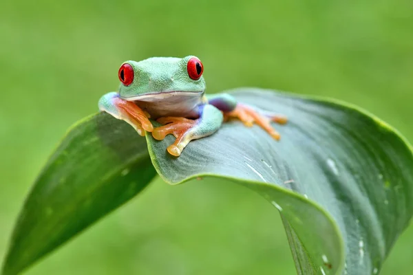 Agalychnis Chos Dryas Redeye Tree Frogg — 图库照片