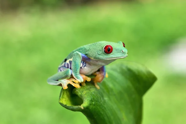Agalychnis Callidryas Redeye Tree Frogg — 스톡 사진