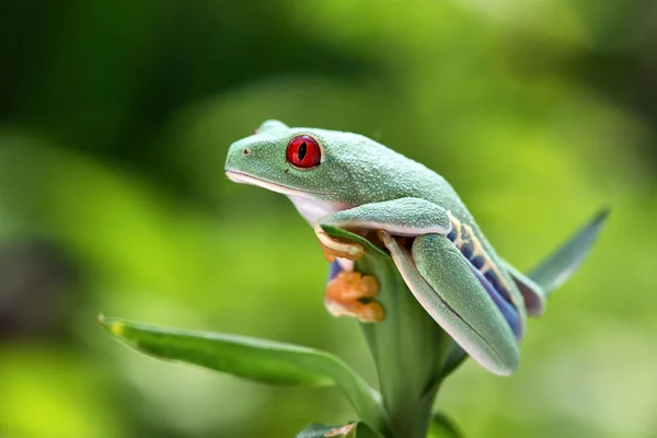 Agalychnis Callidryas Yeniden Ağaç Kurbağası — Stok fotoğraf