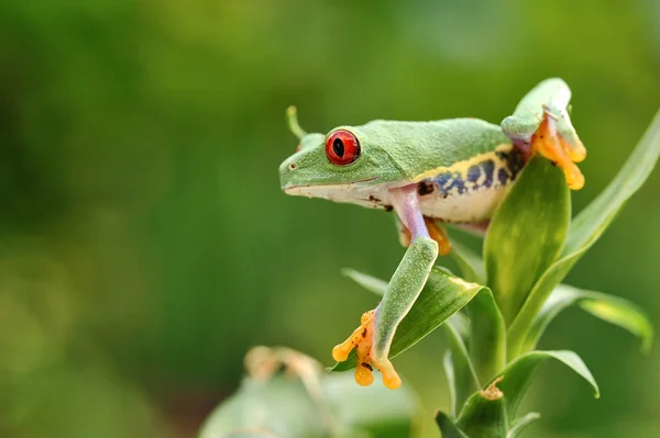 Agalychnis Kallidryas Inlösen Träd Groda Stockbild