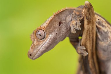 Yeni Kaledonya 'dan Rhacodactylus ciliatus lizzard
