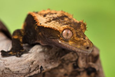 Yeni Kaledonya 'dan Rhacodactylus ciliatus lizzard