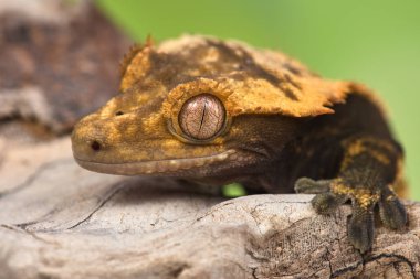 Yeni Kaledonya 'dan Rhacodactylus ciliatus lizzard