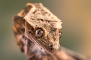 Yeni Kaledonya 'dan Rhacodactylus ciliatus lizzard
