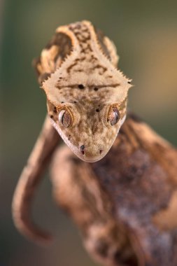 Yeni Kaledonya 'dan Rhacodactylus ciliatus lizzard