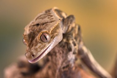 Yeni Kaledonya 'dan Rhacodactylus ciliatus lizzard