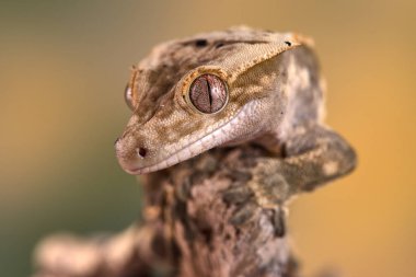 Yeni Kaledonya 'dan Rhacodactylus ciliatus lizzard