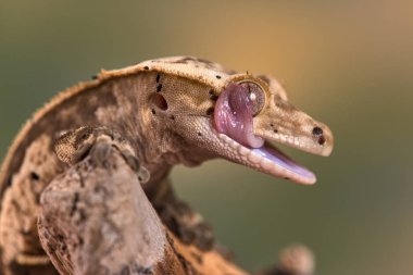 Yeni Kaledonya 'dan Rhacodactylus ciliatus lizzard