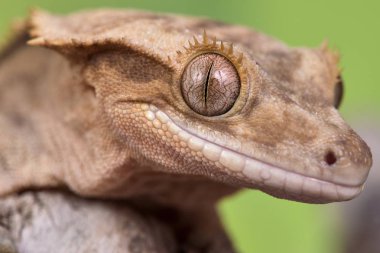 Yeni Kaledonya 'dan Rhacodactylus ciliatus lizzard