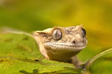 Yeni Kaledonya 'dan Rhacodactylus ciliatus lizzard