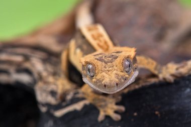 Yeni Kaledonya 'dan Rhacodactylus ciliatus lizzard