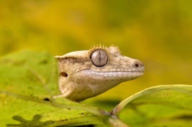 Yeni Kaledonya 'dan Rhacodactylus ciliatus lizzard