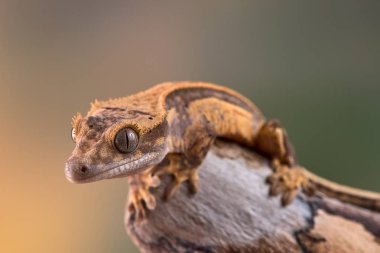 Yeni Kaledonya 'dan Rhacodactylus ciliatus lizzard