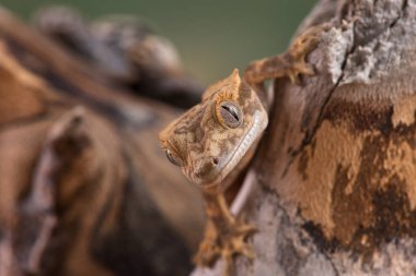 Yeni Kaledonya 'dan Rhacodactylus ciliatus lizzard