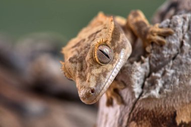 Yeni Kaledonya 'dan Rhacodactylus ciliatus lizzard