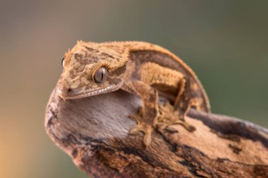 Yeni Kaledonya 'dan Rhacodactylus ciliatus lizzard