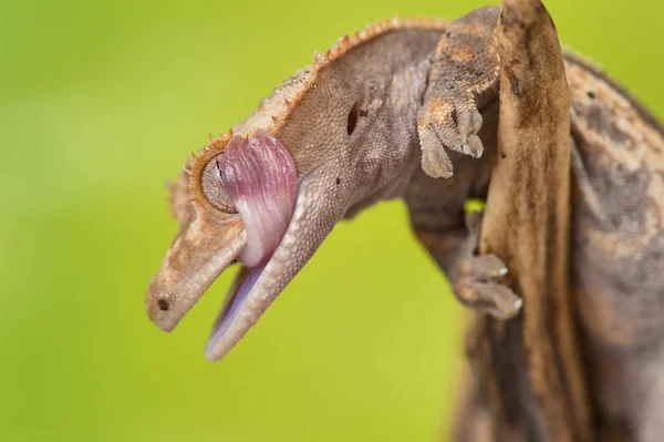 Rhacodactylus Ciliatus Lizzard Από Νέα Καληδονία — Φωτογραφία Αρχείου