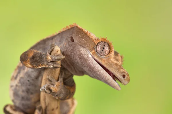 Rhacodactylus Ciliatus Lagarto Nova Caledónia — Fotografia de Stock