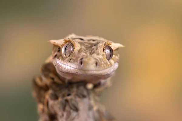 Rhacodactylus Ciliatus Lucertola Della Nuova Caledonia — Foto Stock