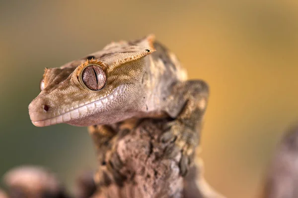 Rhacodactylus Ciliatus Lizzard New Caledonia — Stock Photo, Image