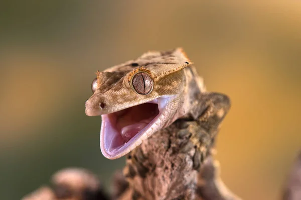 Yeni Kaledonya Dan Rhacodactylus Ciliatus Lizzard — Stok fotoğraf