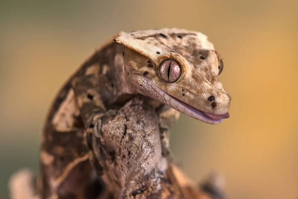 Rhacodactylus Ciliatus Lizzard New Caledonia — Stock Photo, Image