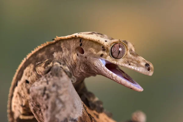 Rhacodactylus Ciliatus Lizzard Kaledóniából — Stock Fotó