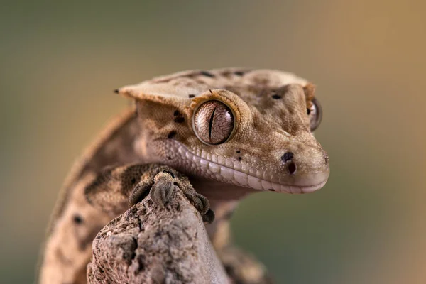 Rhacodactylus Ciliatus Lizzard Από Νέα Καληδονία — Φωτογραφία Αρχείου