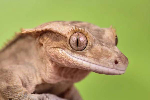 Lagarto Rhacodactylus Ciliatus Nueva Caledonia — Foto de Stock