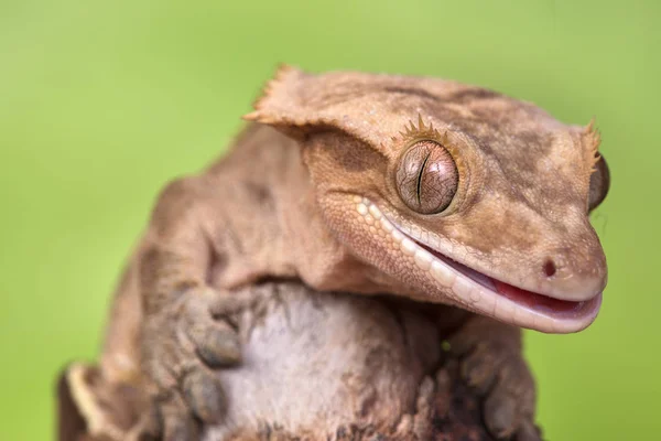 Rhacodactylus Ciliatus Lagarto Nova Caledónia — Fotografia de Stock